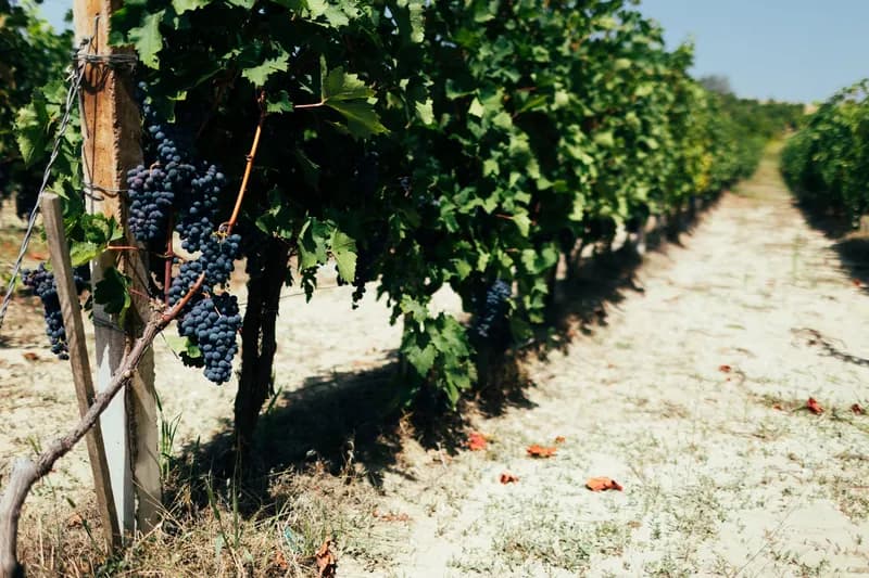 Rows of grapevines heavy with dark grapes in a vineyard near Rahovec.