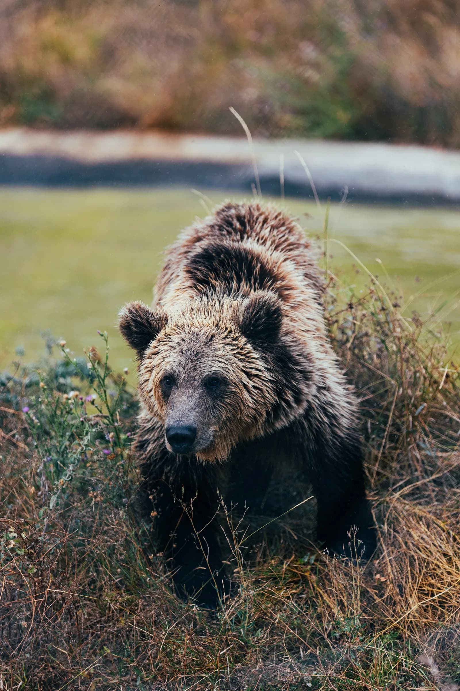 A brown bear walking through tall grass.
