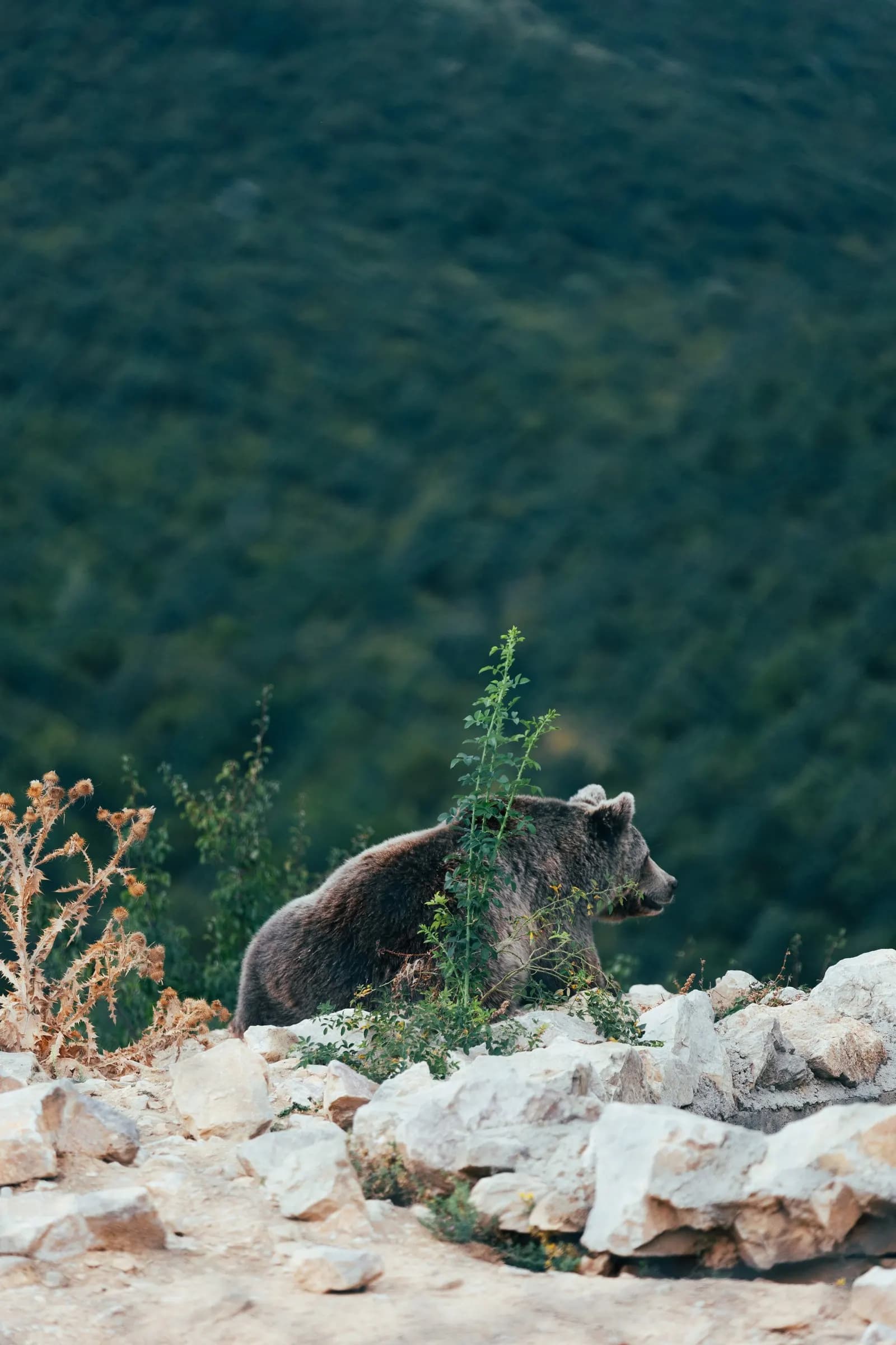 A brown bear on a rocky slope above a forested hillside.