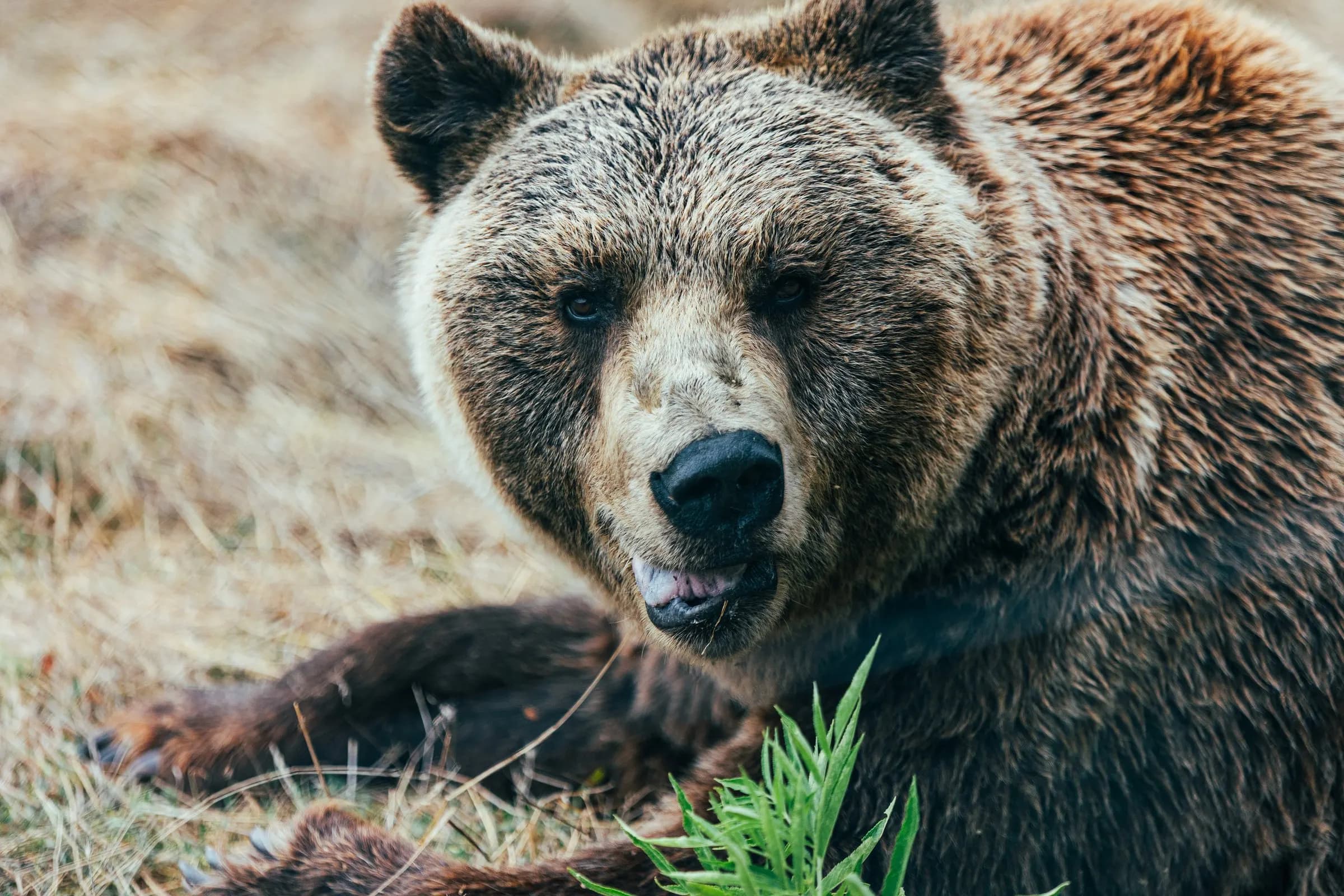 A brown bear lying in dry grass, looking toward the camera.