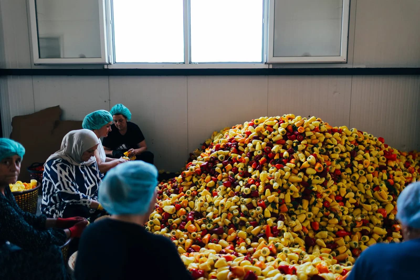 Women seated around a large heap of peppers, sorting them by hand.