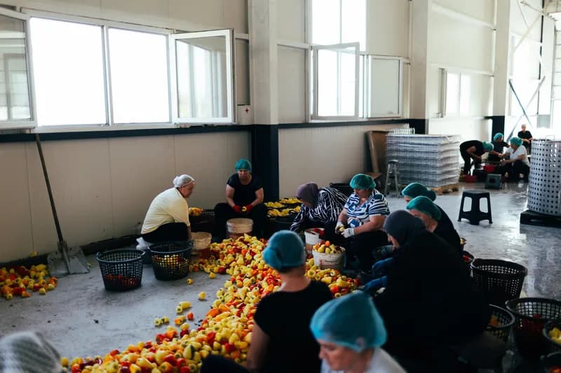 Women working together around a floor covered with peppers in a bright workshop.