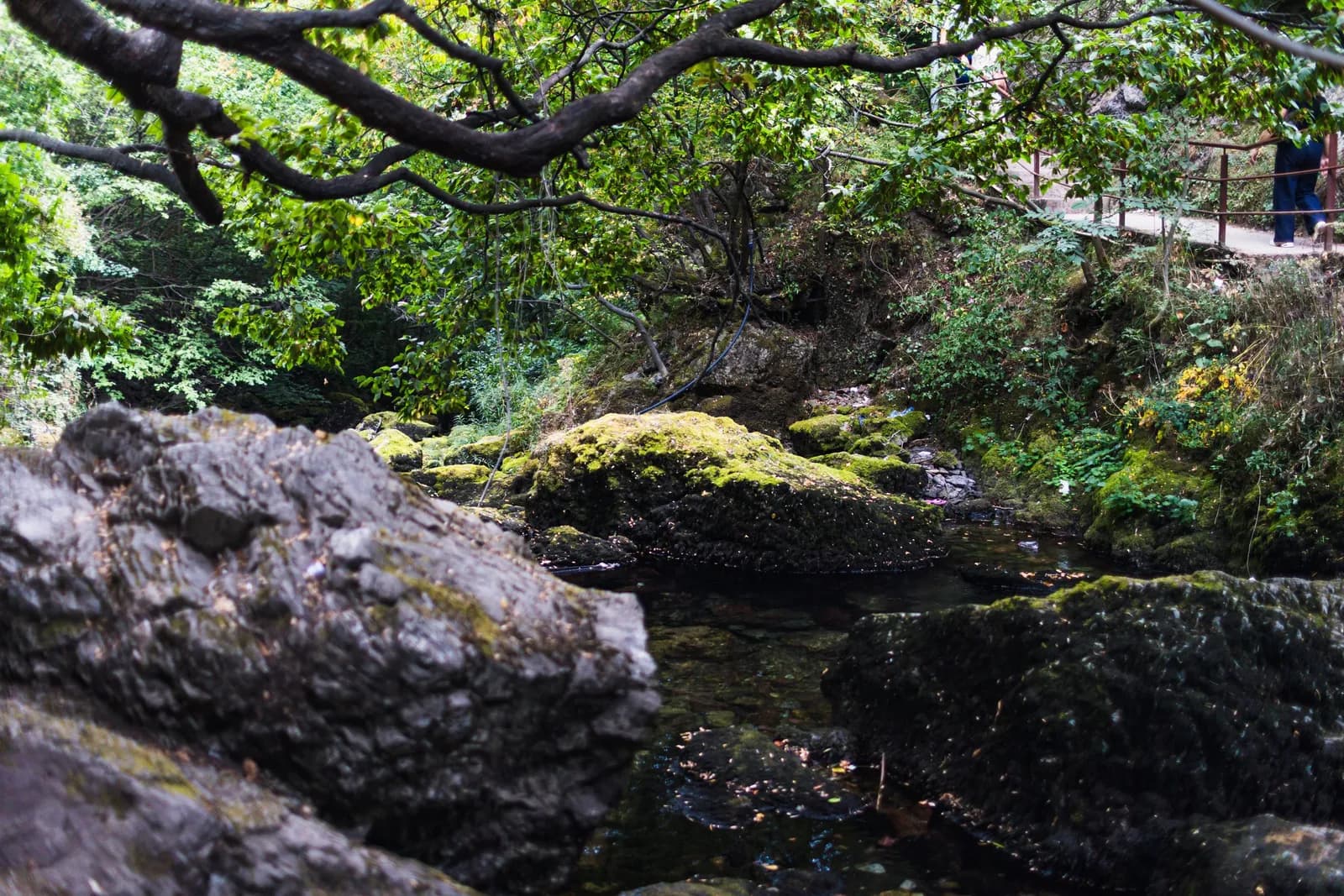 Moss-covered rocks and a stream beneath overhanging branches.