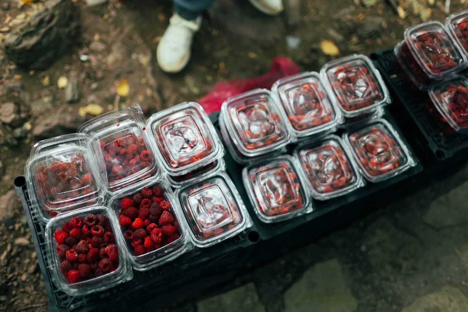Rows of punnets of fresh raspberries stacked on a crate.