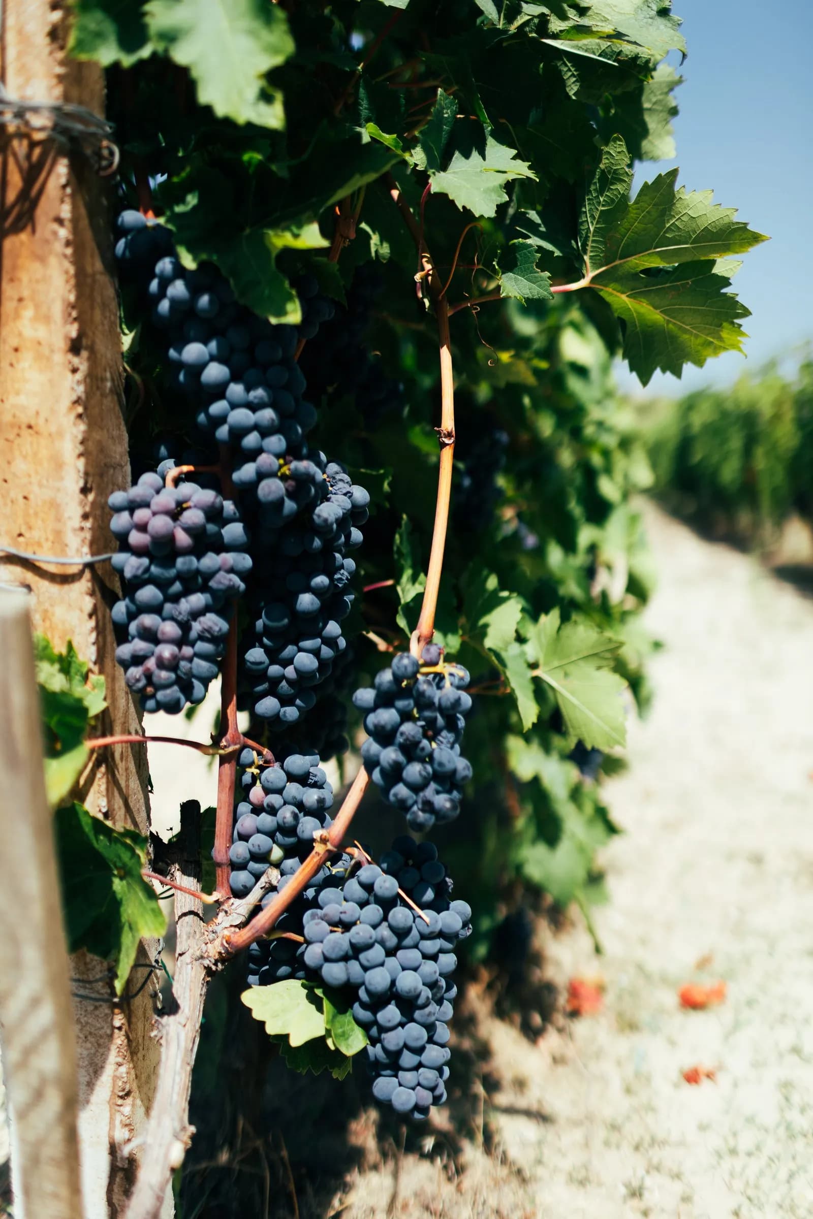 A cluster of ripe dark grapes hanging on the vine in the sun.